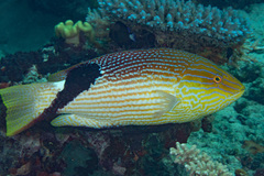 Bodianus loxozonus