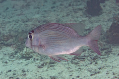 Gymnocranius superciliosus