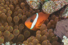 Amphiprion barberi