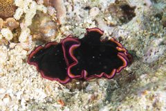 Pseudobiceros gloriosus