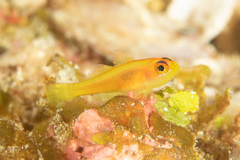 Trimma anaima
