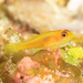 Pale Dwarfgoby - Photo (c) Mark Rosenstein, some rights reserved (CC BY-NC), uploaded by Mark Rosenstein