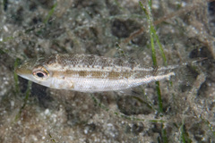 Lethrinus variegatus