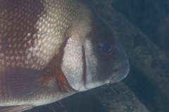 Plectorhinchus gibbosus