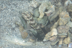 Cryptocentrus leptocephalus