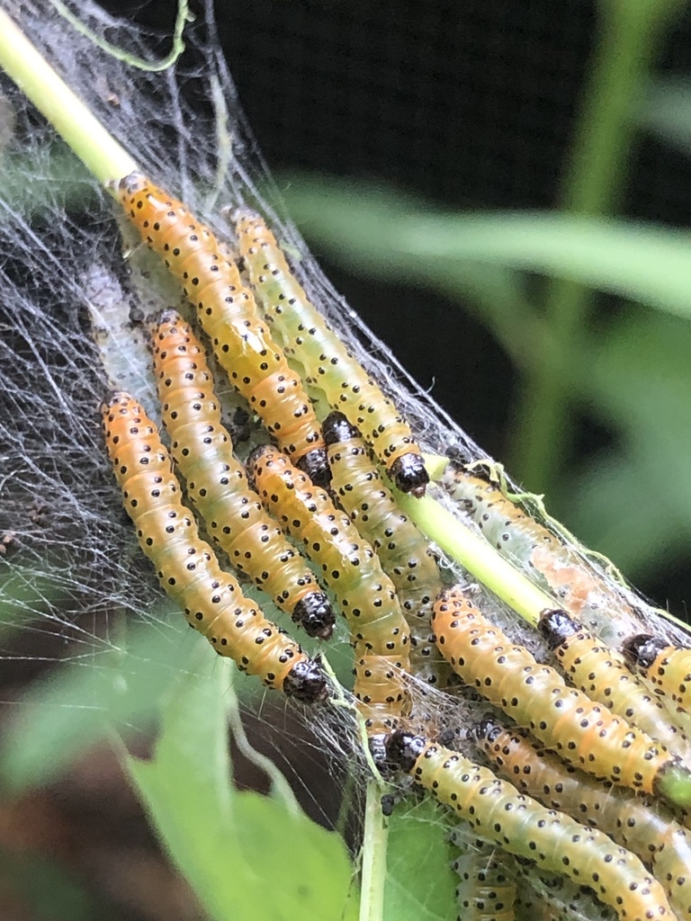 Dogbane Saucrobotys Moth