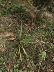 Achyranthes indica