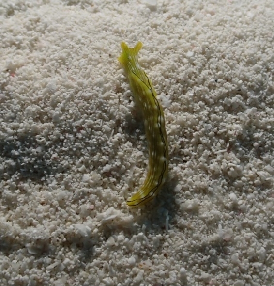 Elysia pratensis