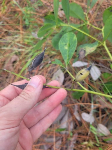 Image of Baptisia cinerea by (c) Daniel Washburn, some rights reserved (CC BY)