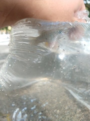 Poecilia mexicana