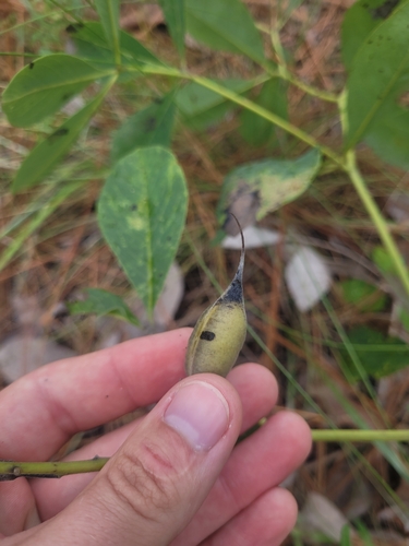 Image of Baptisia cinerea by (c) Daniel Washburn, some rights reserved (CC BY)