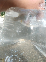 Poecilia mexicana