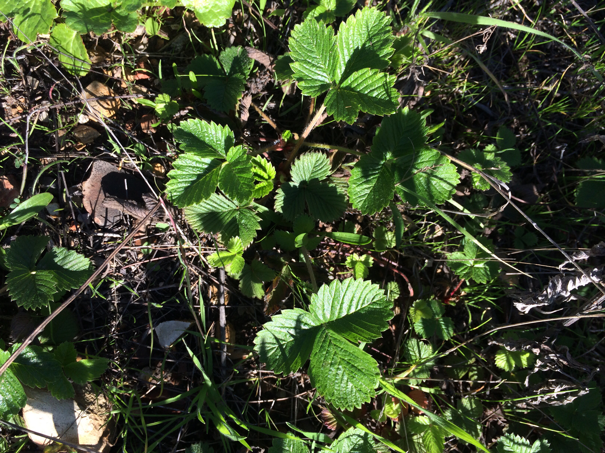 Fragaria vesca ssp. californica
