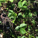 Fragaria vesca californica - Photo (c) Evan Albright, algunos derechos reservados (CC BY-NC), subido por Evan Albright