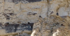 Leucosticte atrata