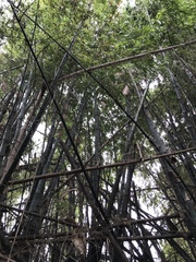 Bambusa stenostachya