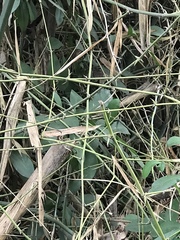 Bambusa stenostachya