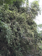 Bambusa stenostachya