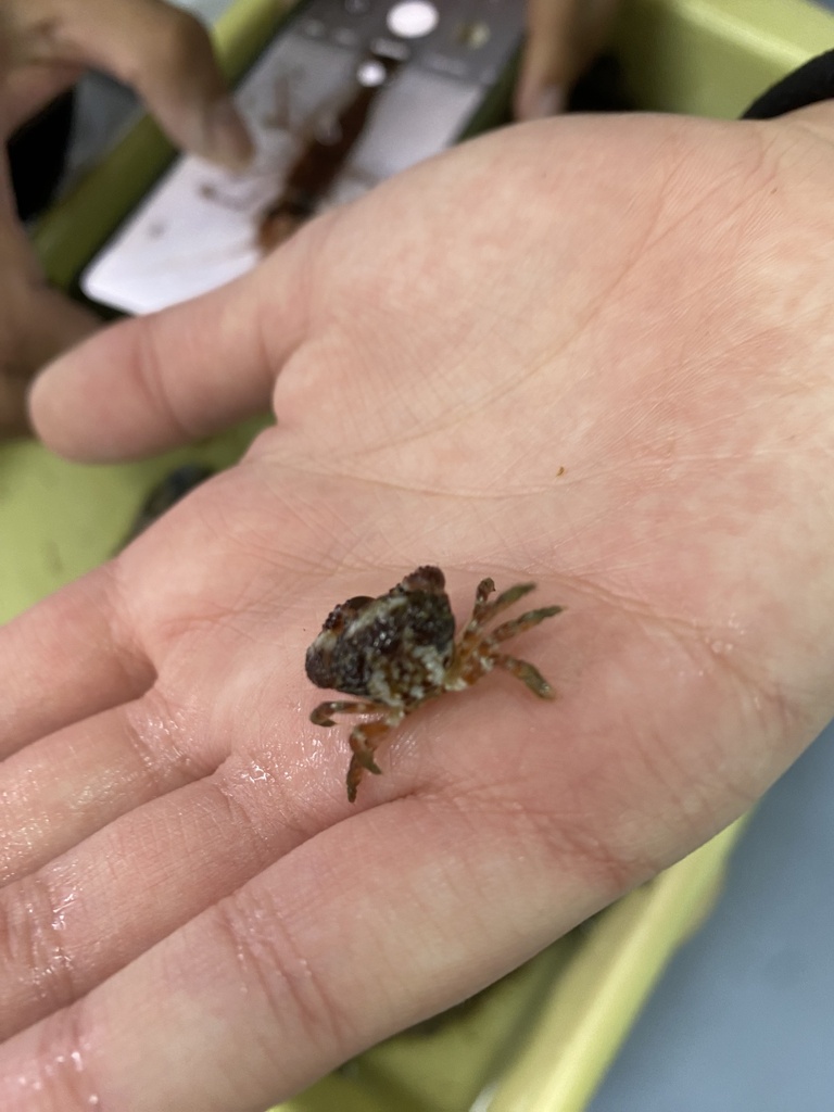 Garnet Crab
