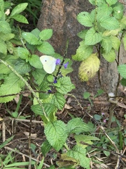 Pieris rapae crucivora