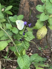 Pieris rapae crucivora