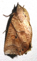 Pterogonia aurigutta
