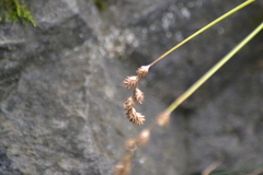 Carex foenea