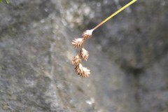 Carex foenea