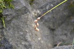 Carex foenea