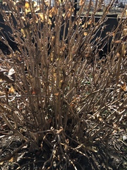 Angiospermae