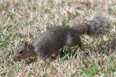 Sciurus niger