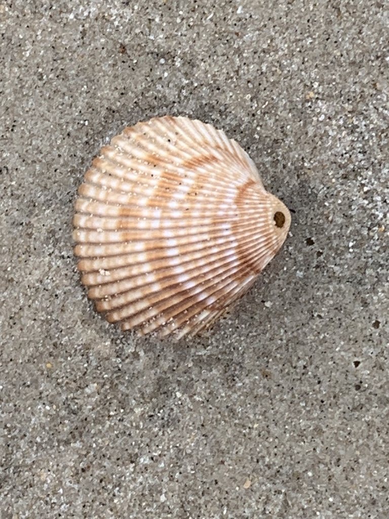 Giant Atlantic Cockle From San Luis Island, Surfside Beach, Tx, Us On 