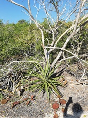 Agave karwinskii