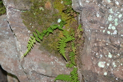 Cystopteris laurentiana