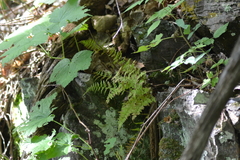 Cystopteris laurentiana