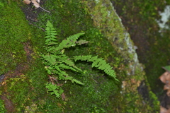 Cystopteris laurentiana