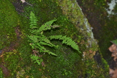 Cystopteris laurentiana