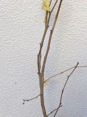 Magnoliopsida