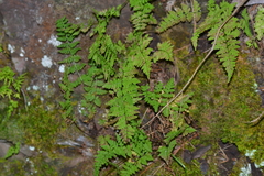 Cystopteris laurentiana