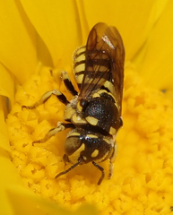 Dianthidium