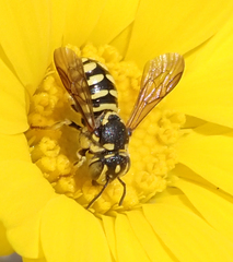 Dianthidium