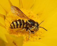 Dianthidium