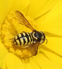 Dianthidium