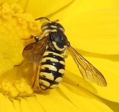 Dianthidium