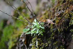 Draba cana