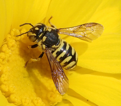 Dianthidium
