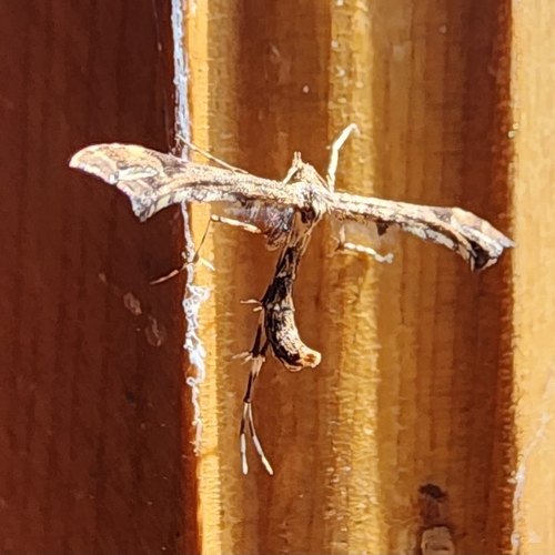 Artichoke Plume Moth photo 5