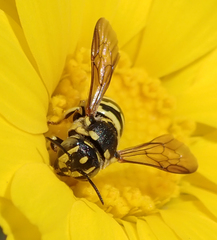 Dianthidium