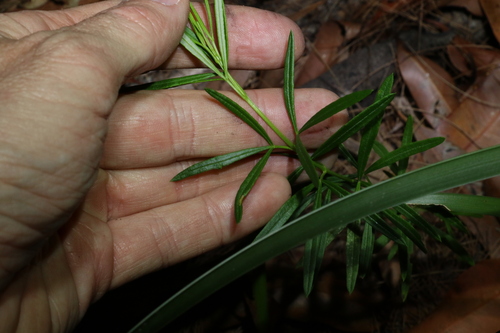 Image of Zieria laxiflora by (c) Greg Tasney, some rights reserved (CC BY-SA)