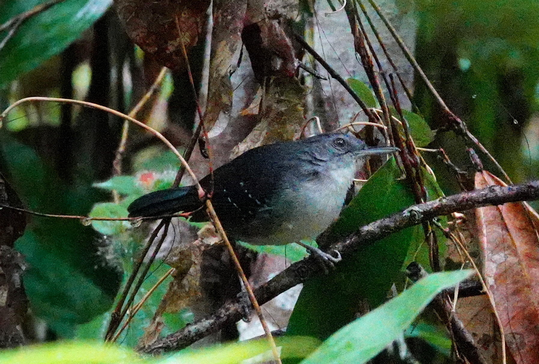 Yapacana Antbird illustration